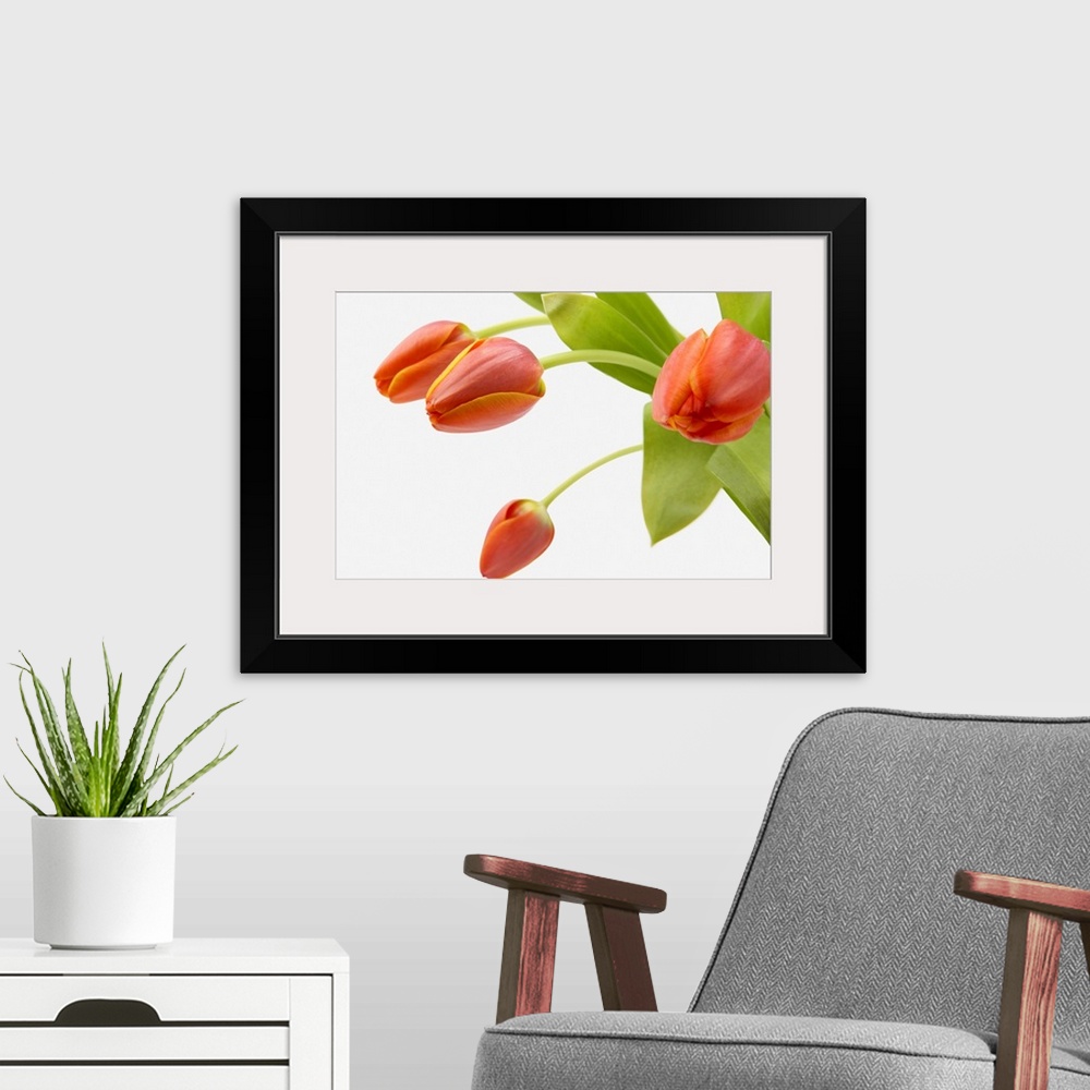 A modern room featuring Four Red Tulips