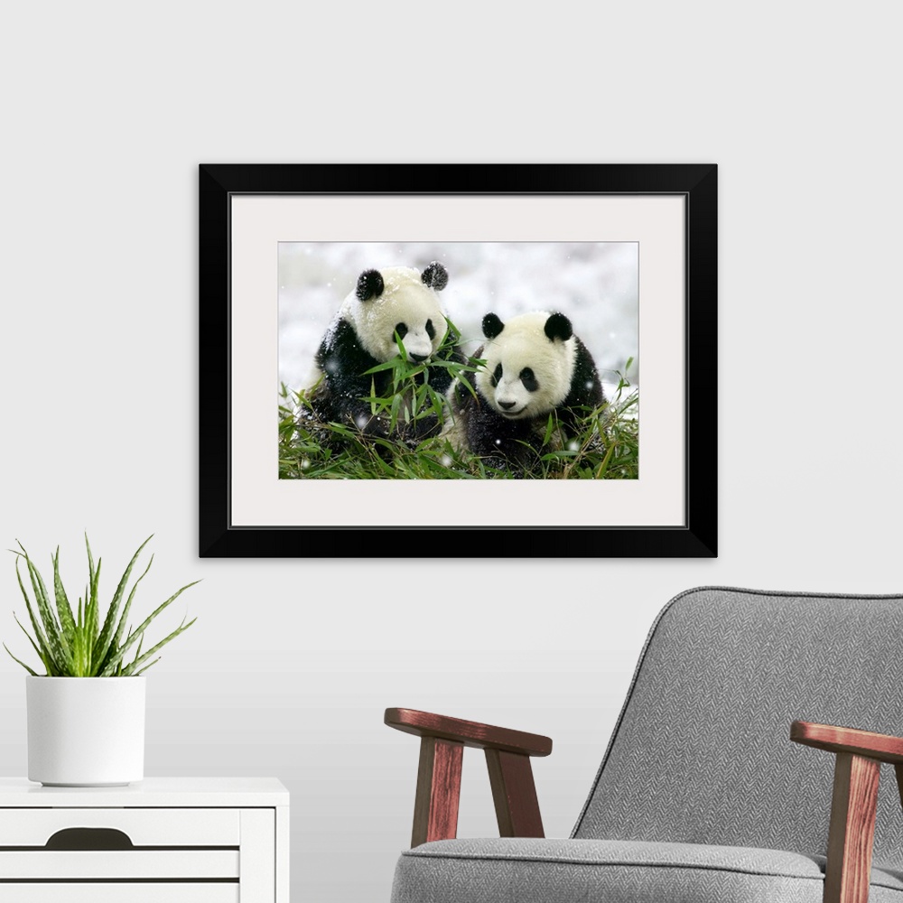 A modern room featuring Two giant panda cubs (Ailuropoda melanoleuca) eat bamboo in snowfall in Wolong, Sichuan Province,...
