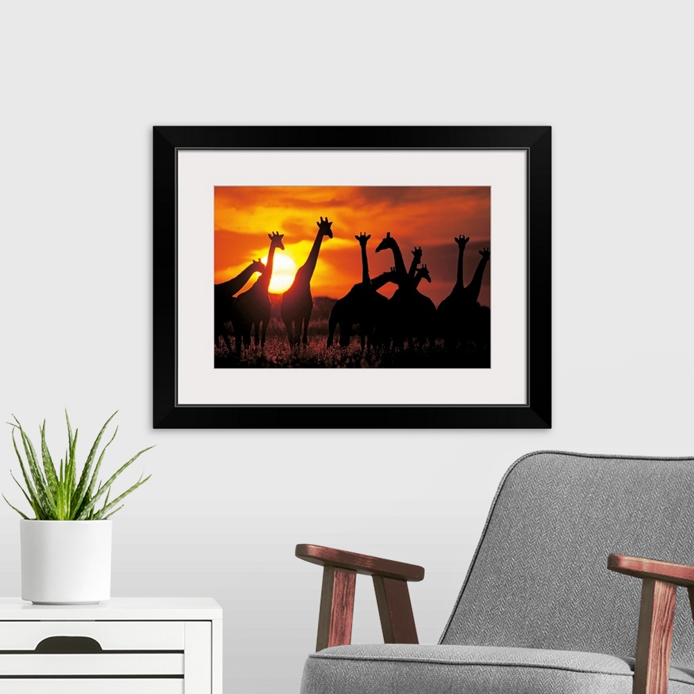 A modern room featuring Large photograph displays a group of Giraffes standing in a field of flowers against a vibrant su...