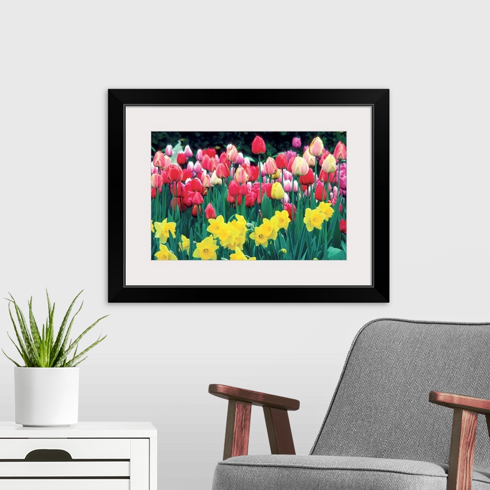 A modern room featuring Group of Tulips and Daffodils in a field, Netherlands