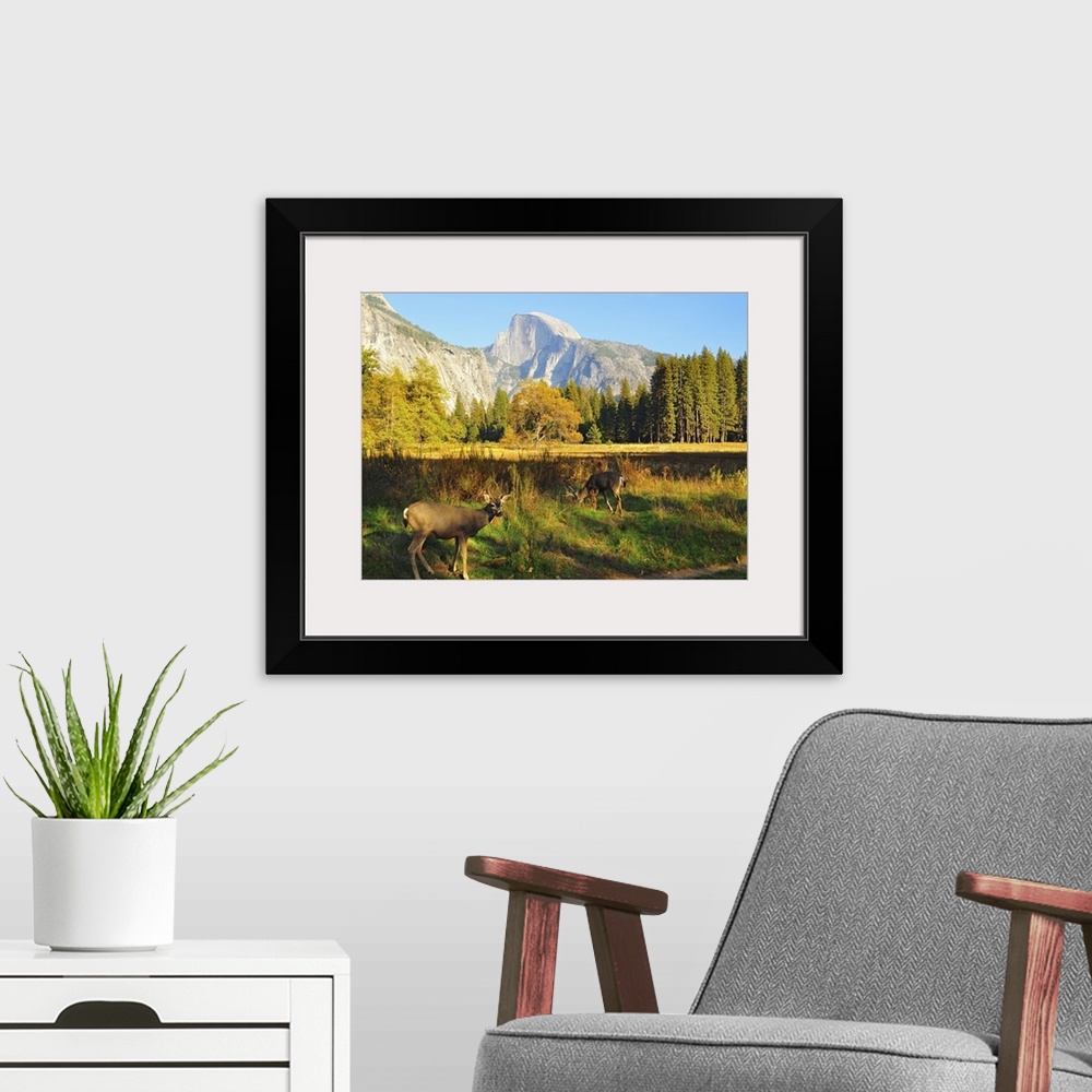 A modern room featuring Landscape photograph on a large canvas of two deer grazing in a clearing at Yosemite National Par...