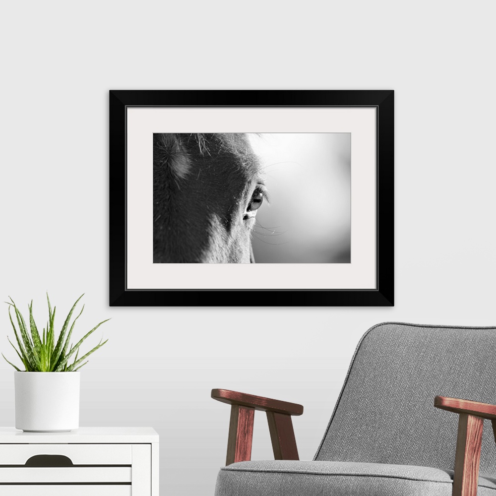 A modern room featuring This wall art is an extreme close up photograph of a horseos eye in this horizontal shaped photog...