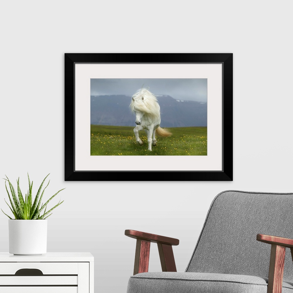 A modern room featuring Icelandic Pony