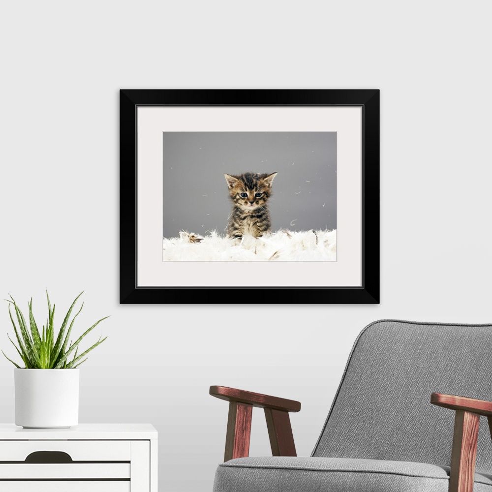 A modern room featuring Kitten surrounded by feathers
