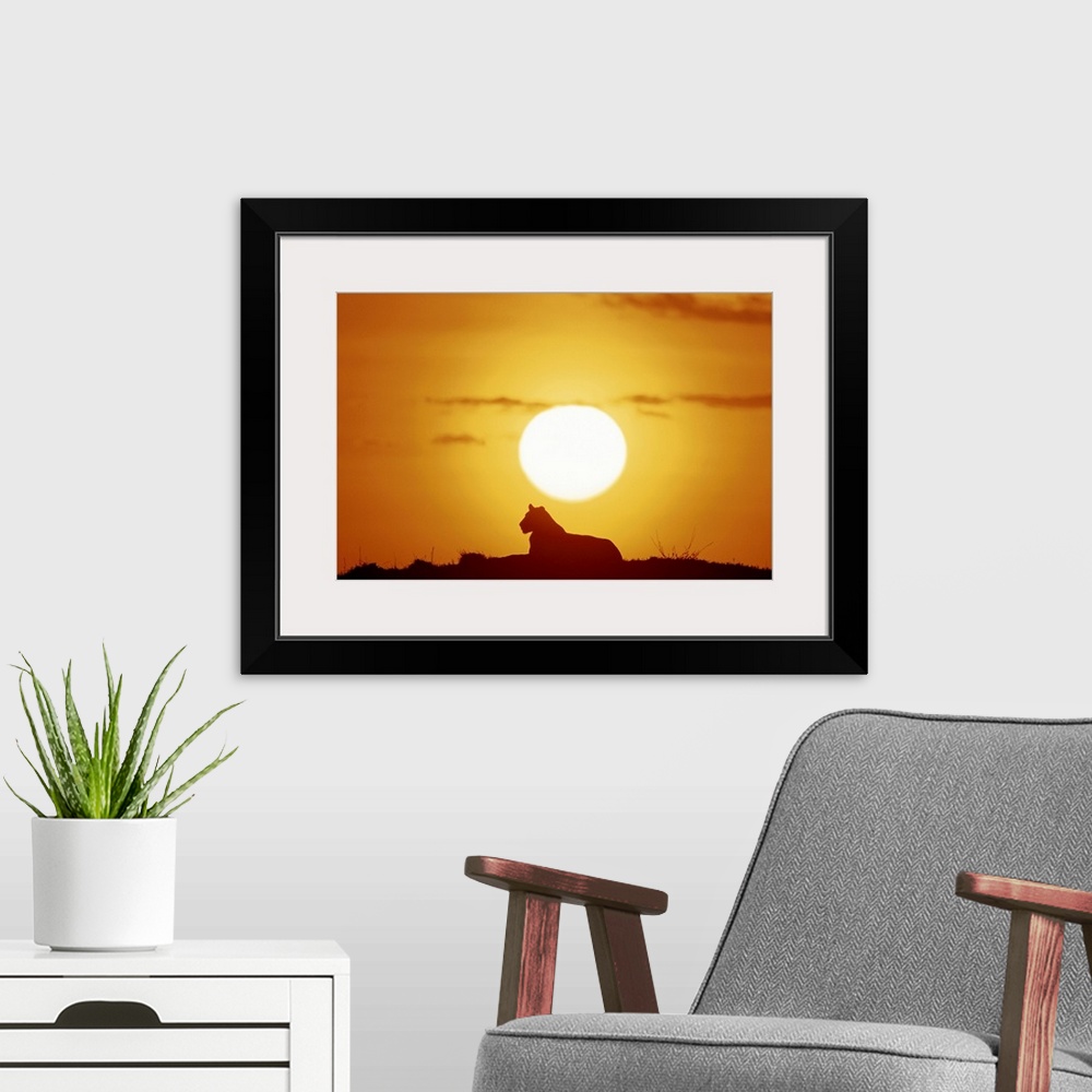 A modern room featuring Landscape, large photograph of the silhouette of a female lion, lying under the bright sun as it ...