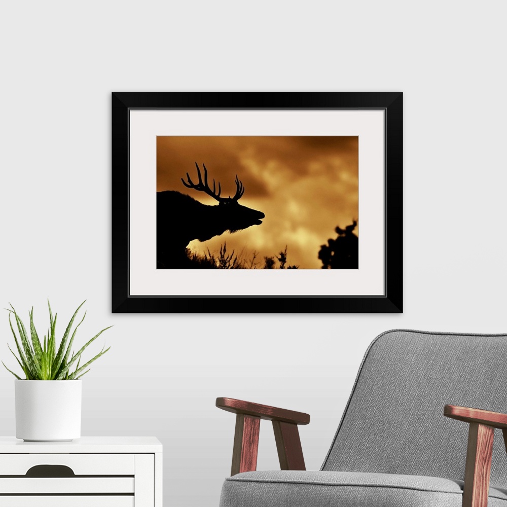 A modern room featuring Moose in silhouette with copper colored sunrise. Yellowstone national park.
