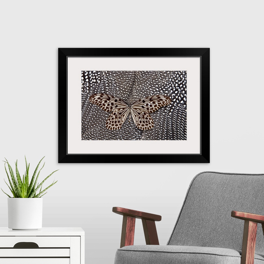 A modern room featuring Paper Kite butterfly on black and white Guinea fowl feathers design, photography Sammamish, WA