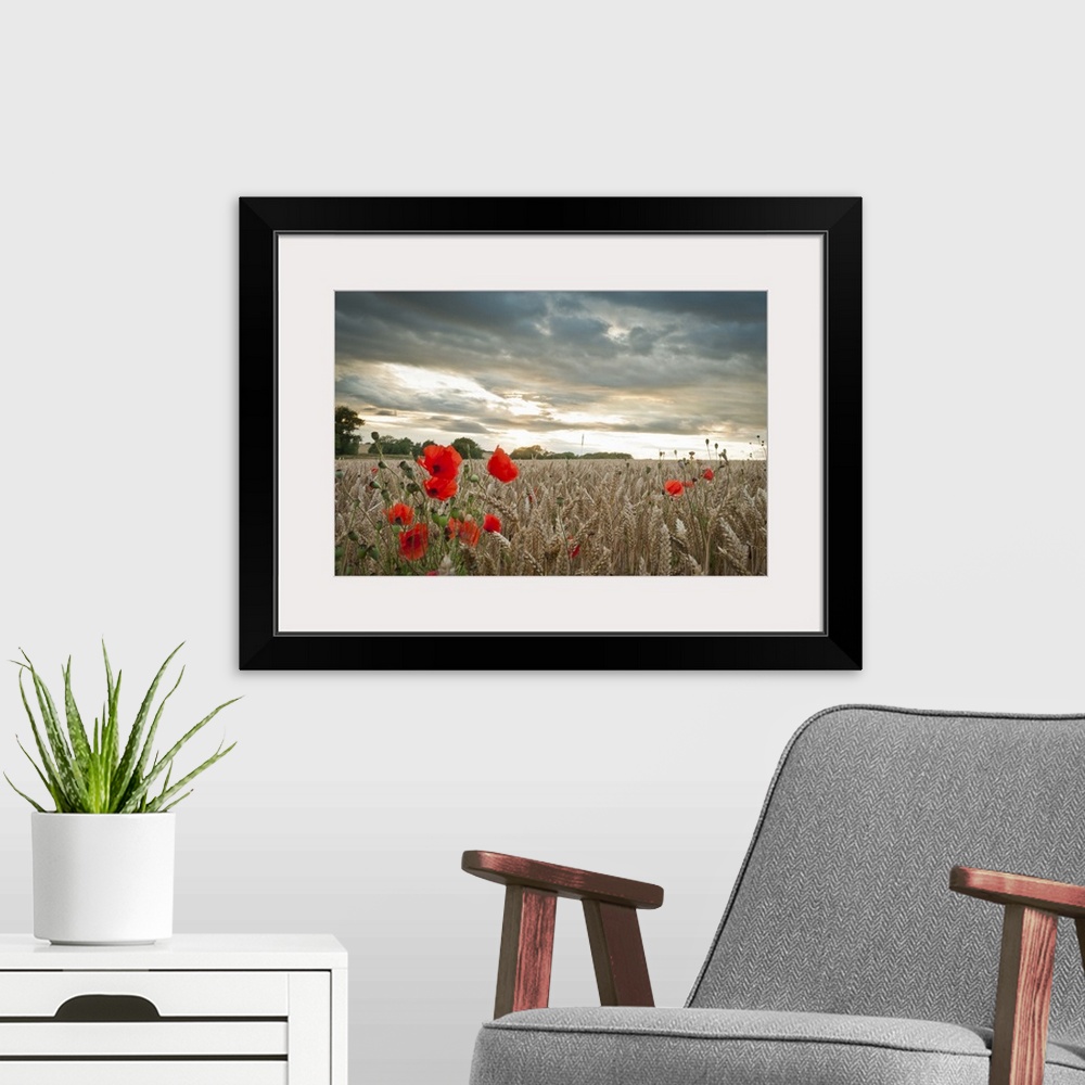 A modern room featuring Red poppies in wheat/barley field under moody dramatic sunset with dark clouds.