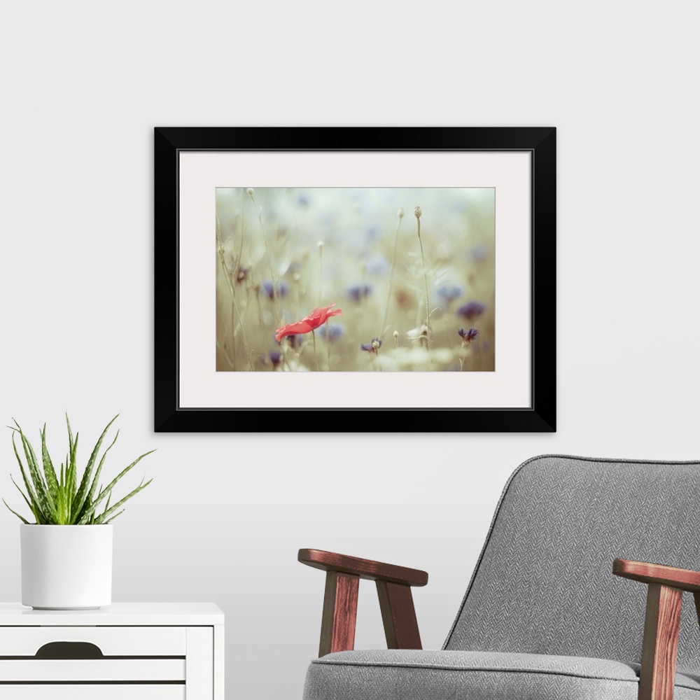 A modern room featuring A single red poppy sits amidst a sea of blue cornflowers. A wild flower garden never looked so pr...