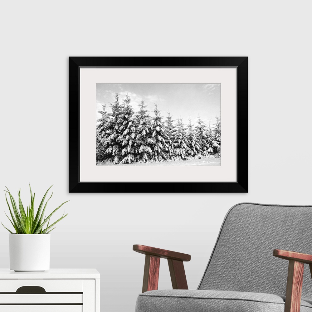 A modern room featuring Row of evergreen trees are laden with snow in winter, Canada.