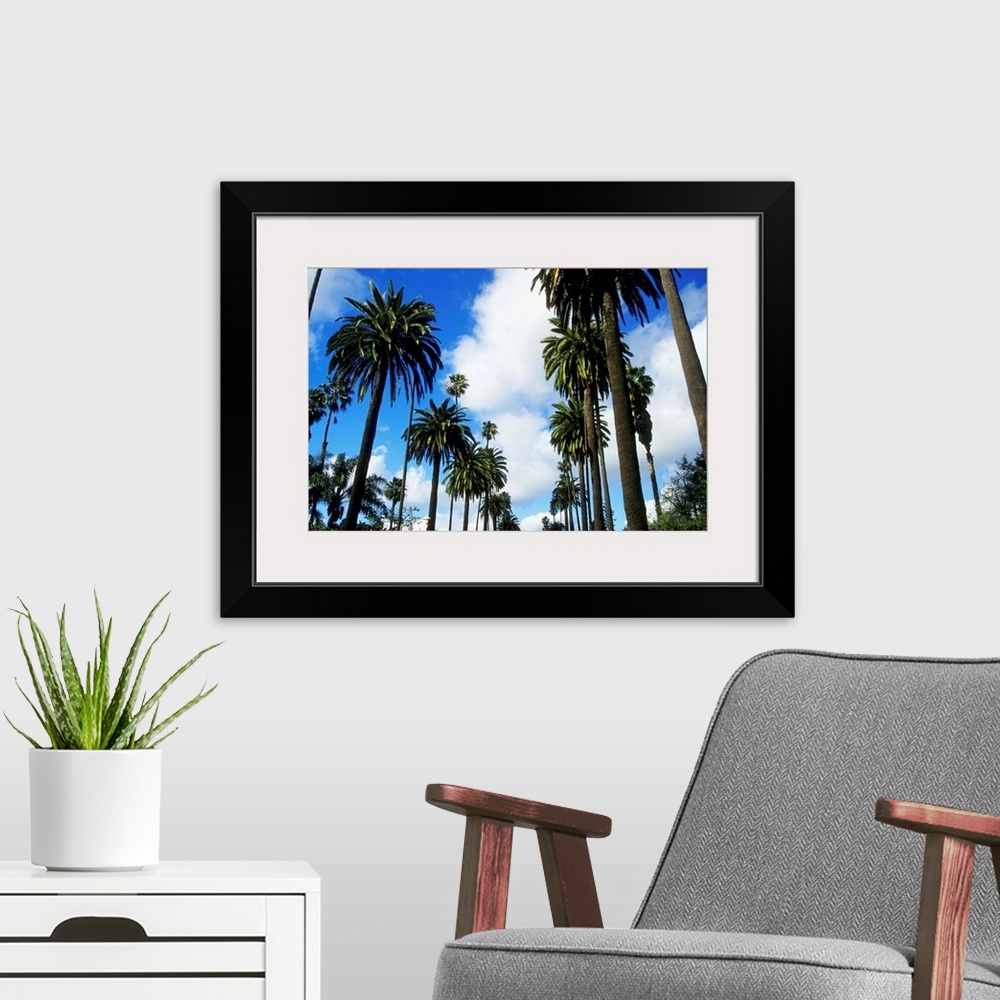A modern room featuring Row of palm trees against blue sky in Beverly Hills, California