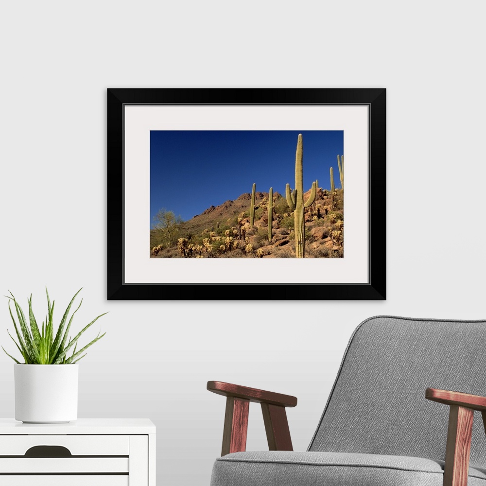 A modern room featuring Saguaro cacti and Tucson Mountains, Tucson Mountain State Park, Tucson, Arizona