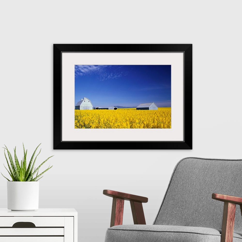 A modern room featuring The spring crop of canola in a field in Grangeville, Idaho.