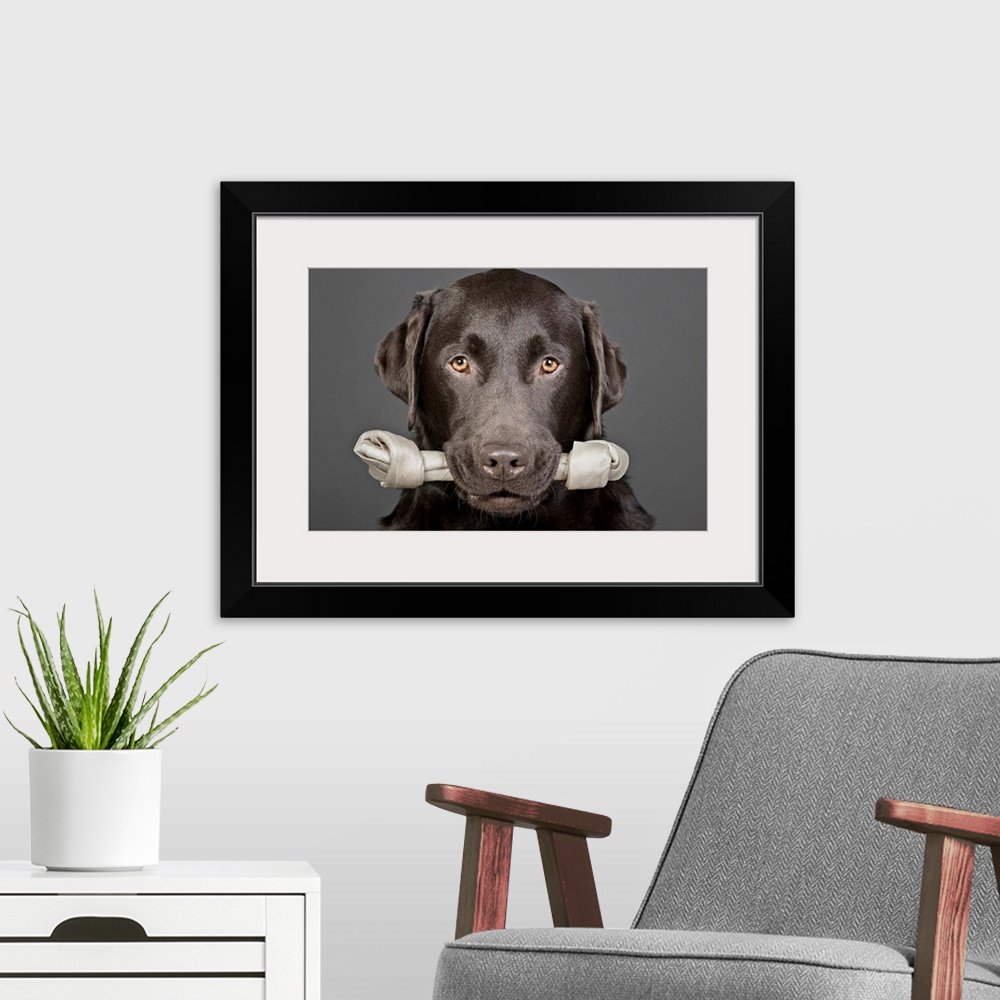 A modern room featuring Horizontal photograph of a chocolate Labrador looking forward with yellow eyes while holding a la...