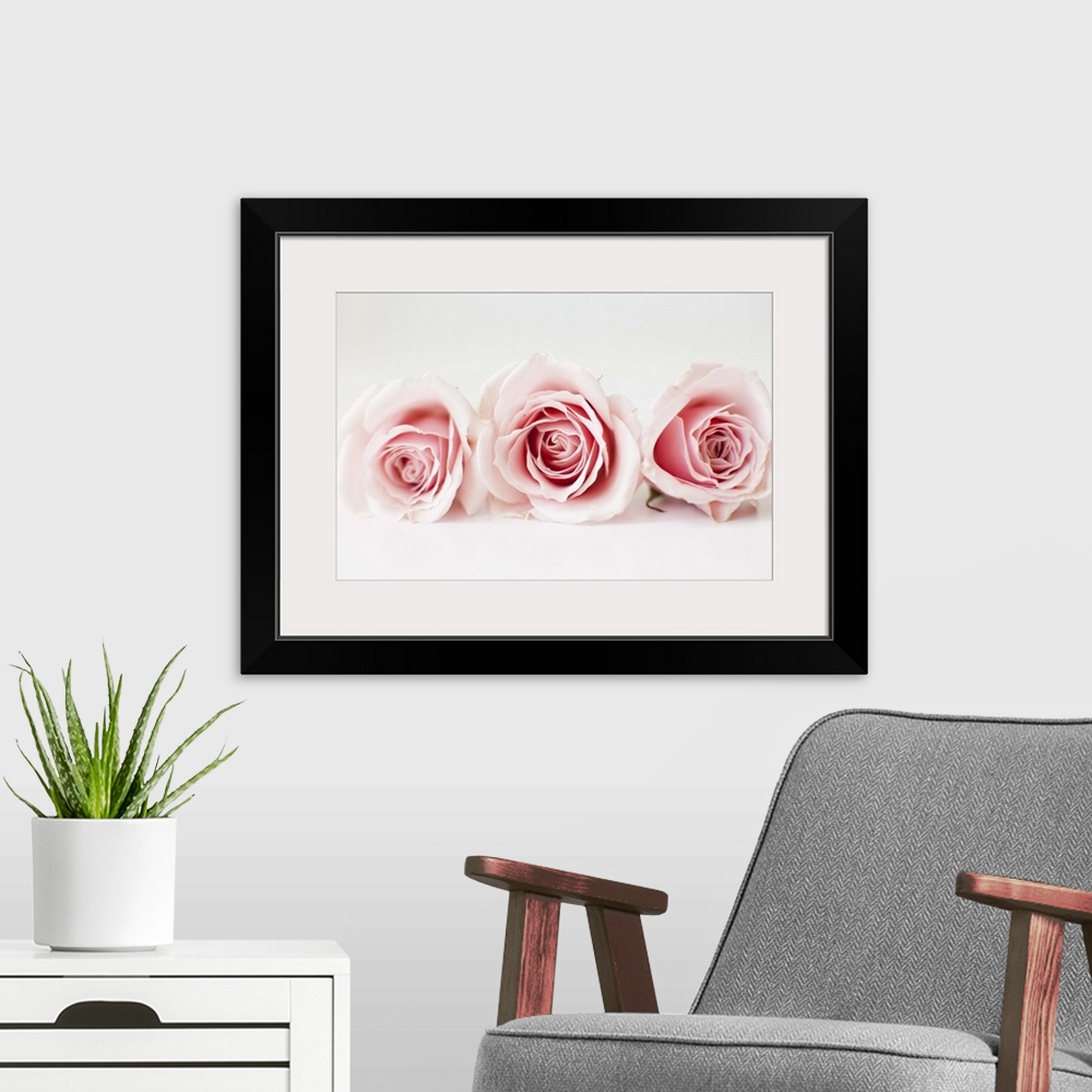 A modern room featuring Studio shot of pink roses