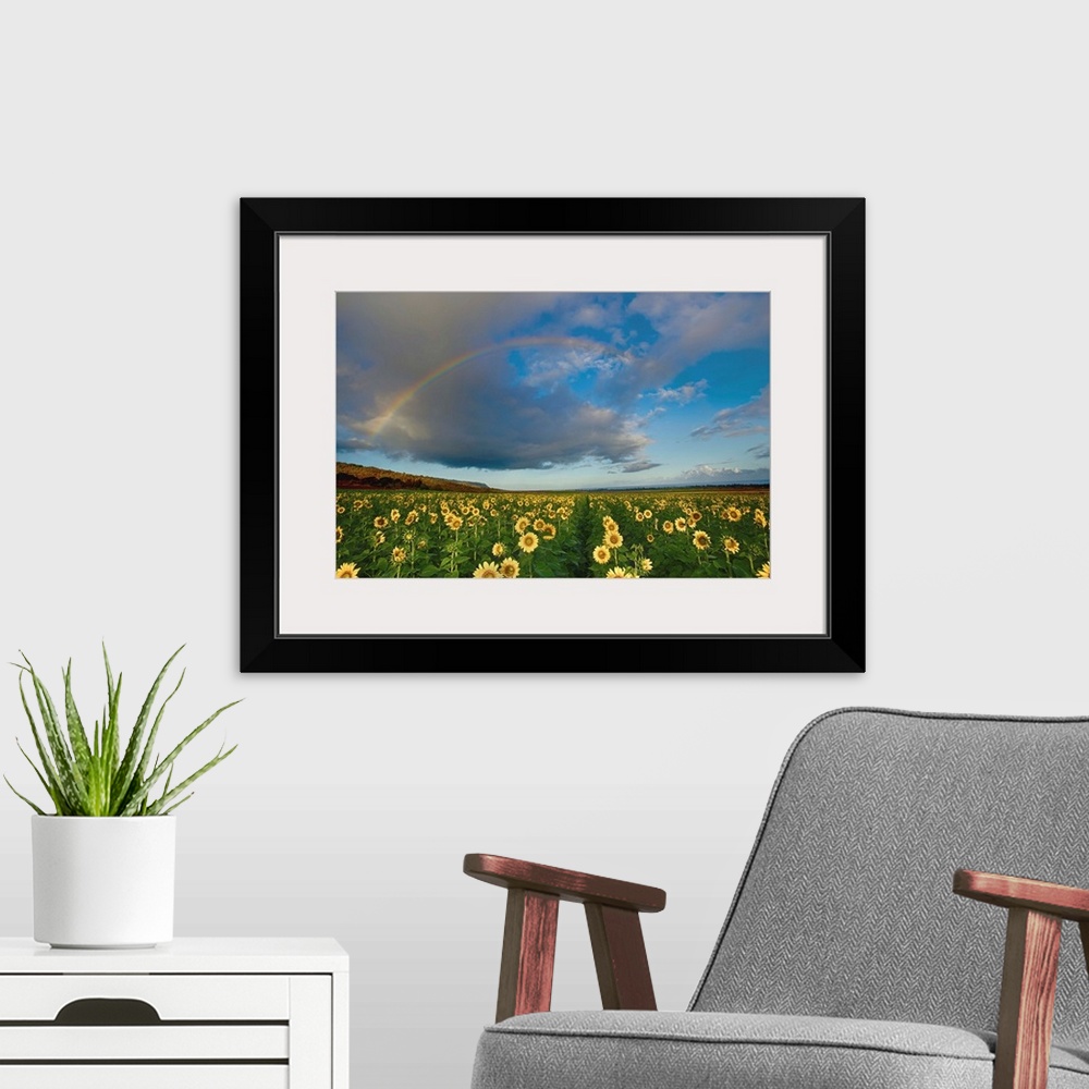 A modern room featuring A rainbow in a cloudy sky over a field of sunflowers.