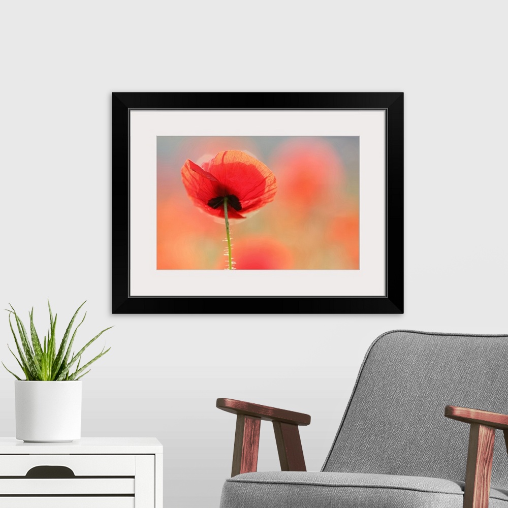 A modern room featuring A photograph of single red poppy flower.