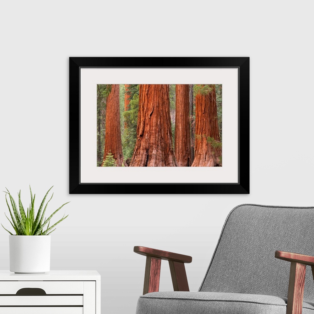 A modern room featuring Bachelor and Three Graces Sequoia tress in Mariposa Grove, Yosemite National Park, USA. Spring (J...