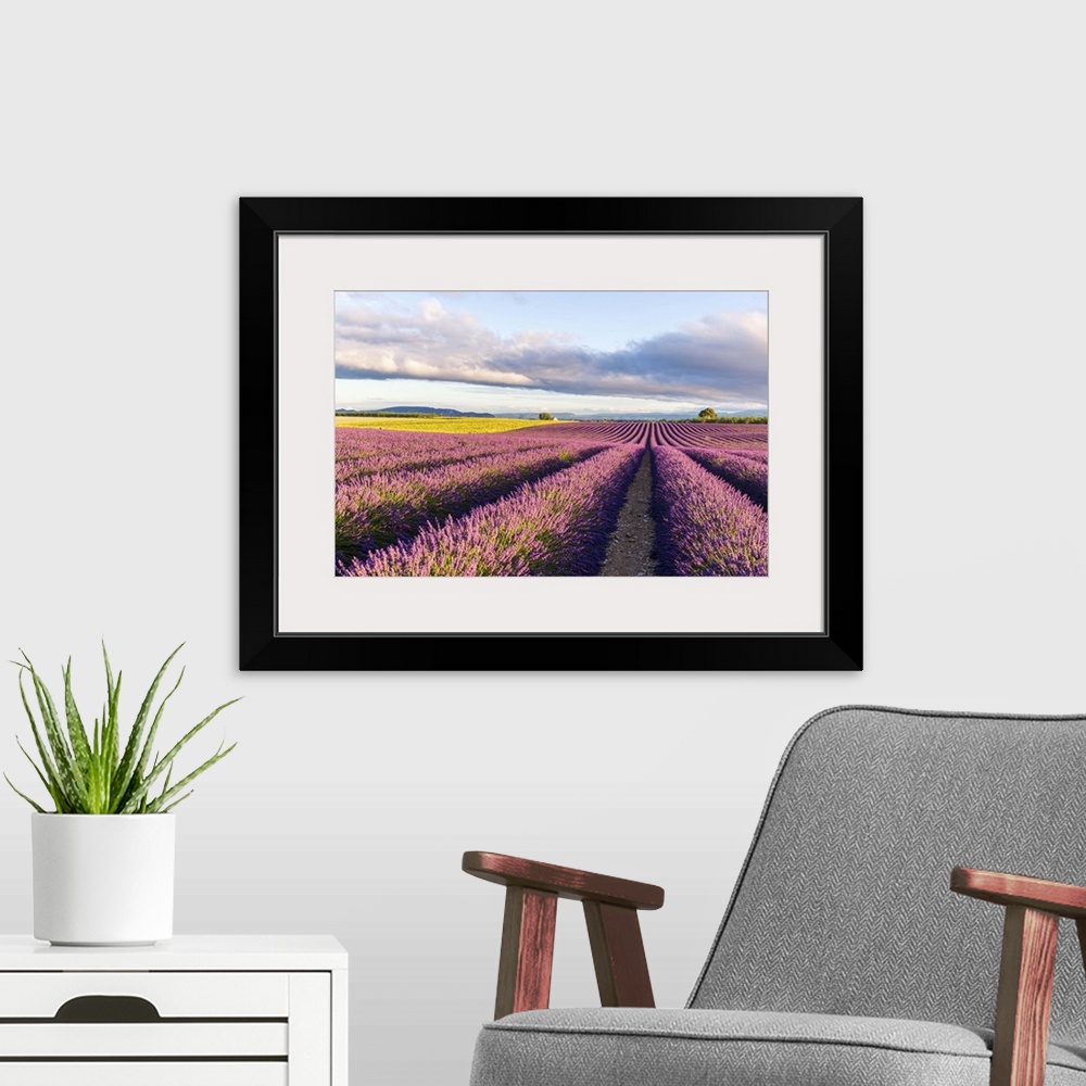 A modern room featuring France, Provence Alps Cote d'Azur, Haute Provence, Plateau of Valensole. Lavender field in full b...