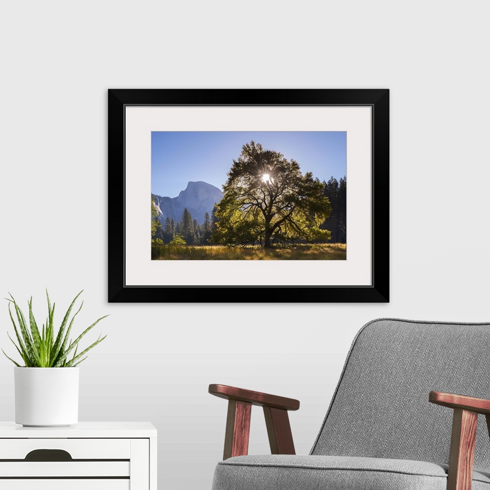 A modern room featuring Half Dome and Elm tree in Cooks Meadow, Yosemite Valley, California, USA. Autumn (October)