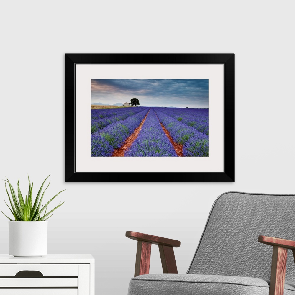 A modern room featuring Lavender Field, Valensole Plain, Alpes-De-Haute-Provence, France