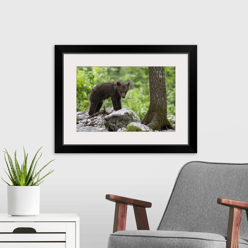 A modern room featuring Ursus arctos, Brown bear, Slovenia.