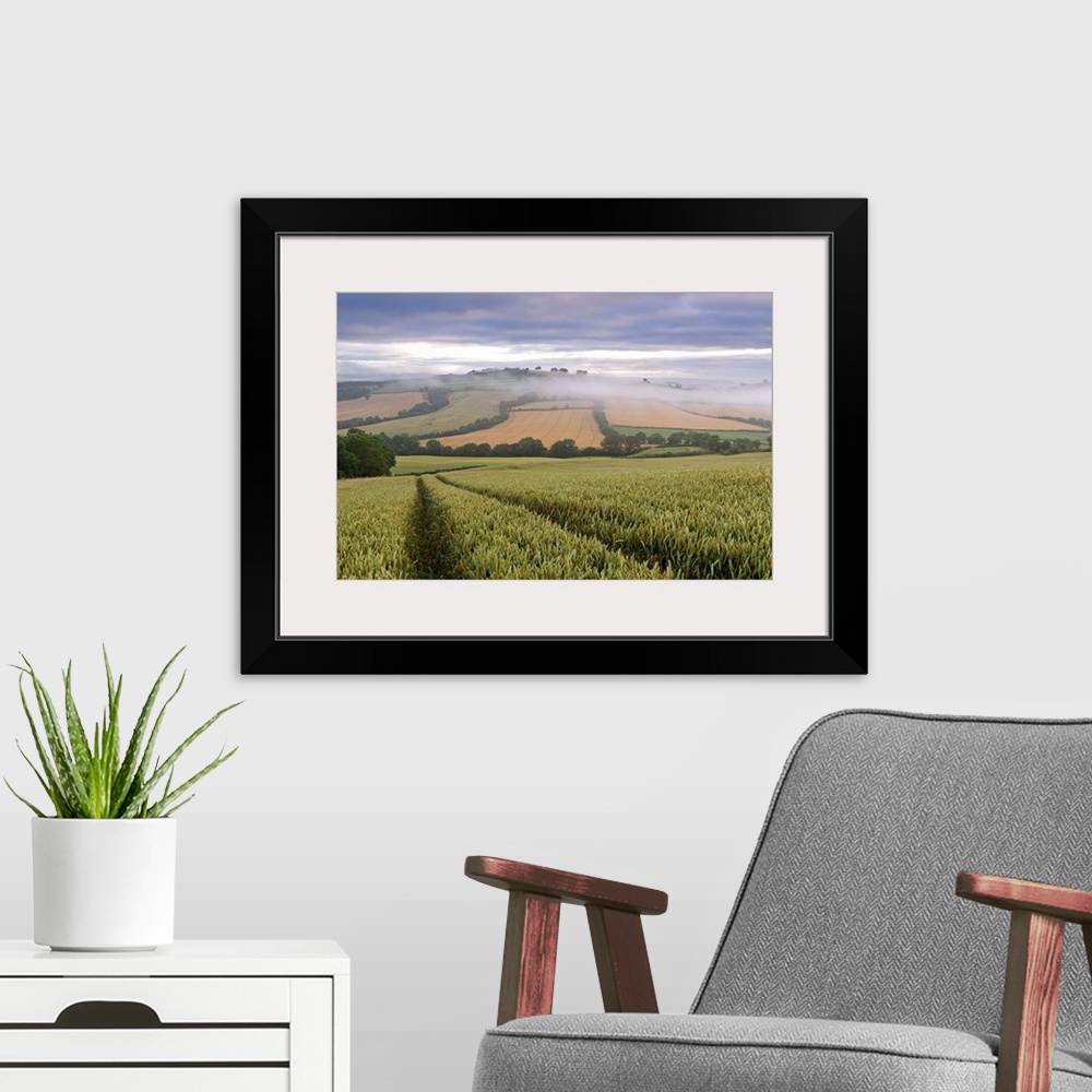 A modern room featuring Wheat field and rolling countryside at dawn, Devon, England. Summer (July)
