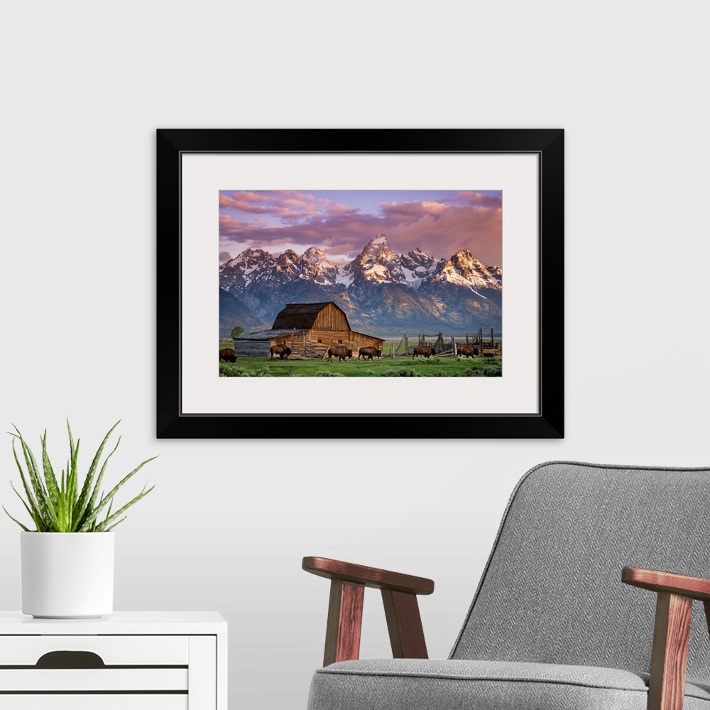 A modern room featuring Big photo print of buffalo in front of a barn in the middle of a field with a rugged mountain ran...