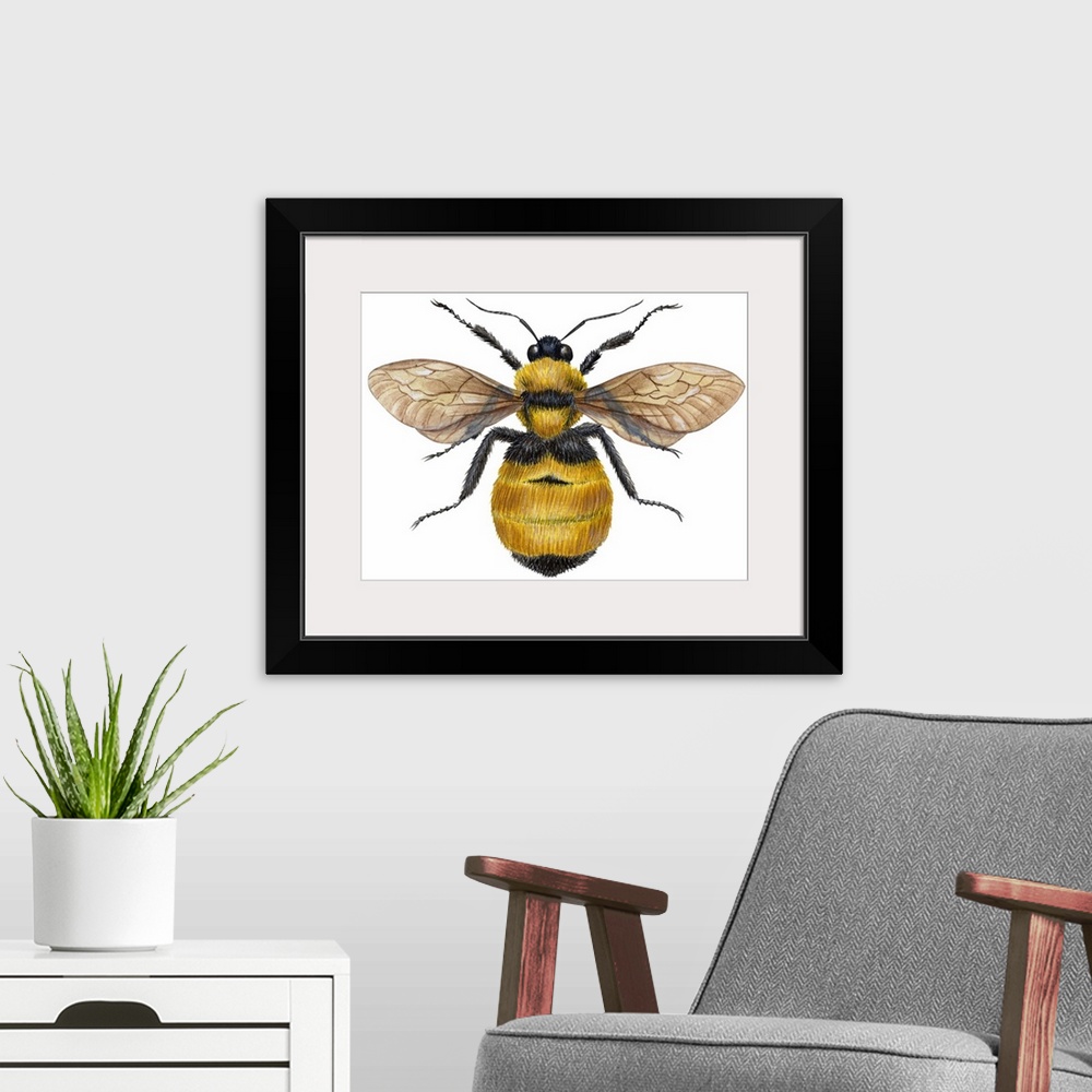 A modern room featuring Bumblebee (Bombus Pennsylvanicus)