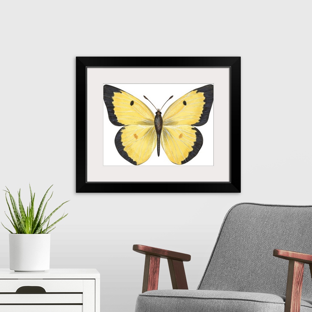 A modern room featuring Common Sulphur Butterfly (Colias Philodice)