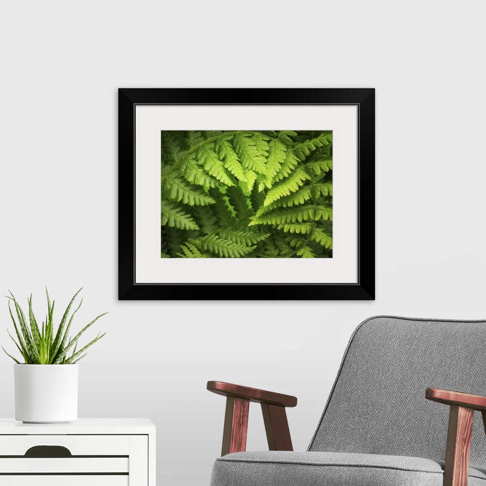 A modern room featuring A big up close canvas print of a fern branch curving around.