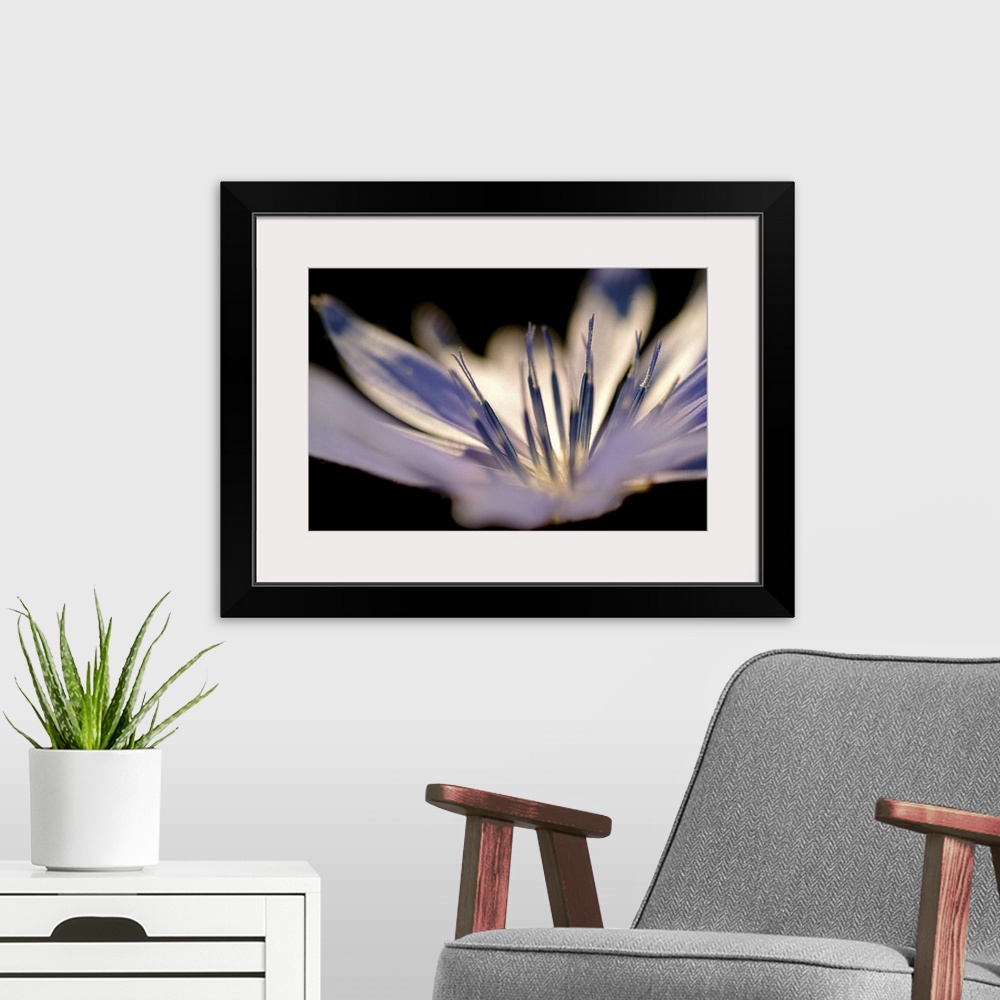 A modern room featuring Closely taken photograph of the stamen of a delicate white flower.