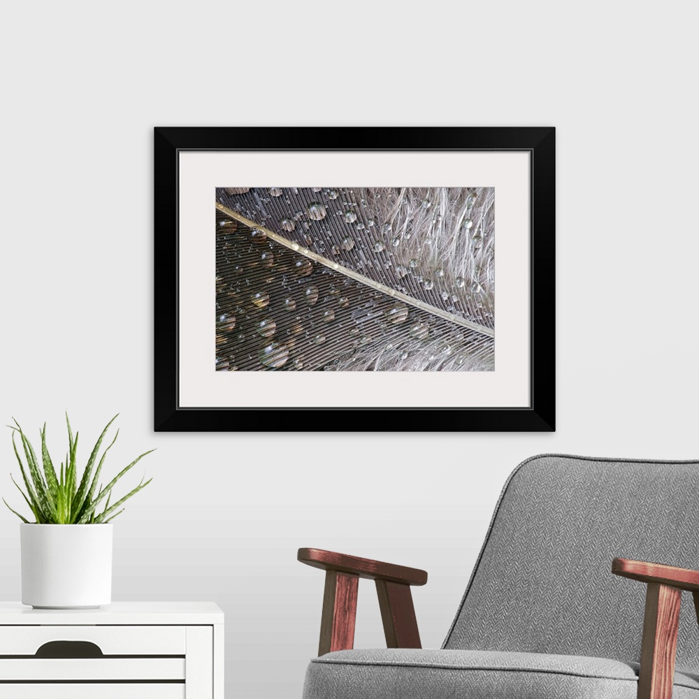A modern room featuring Close up photo of water droplets on a neutral colored feather.