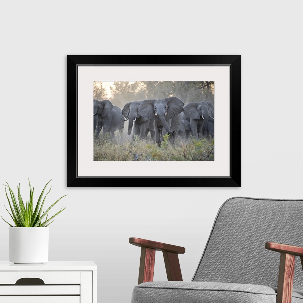 A modern room featuring African ElephantLoxodonta africanaUpset herd gathered together after smelling blood from wild dog...