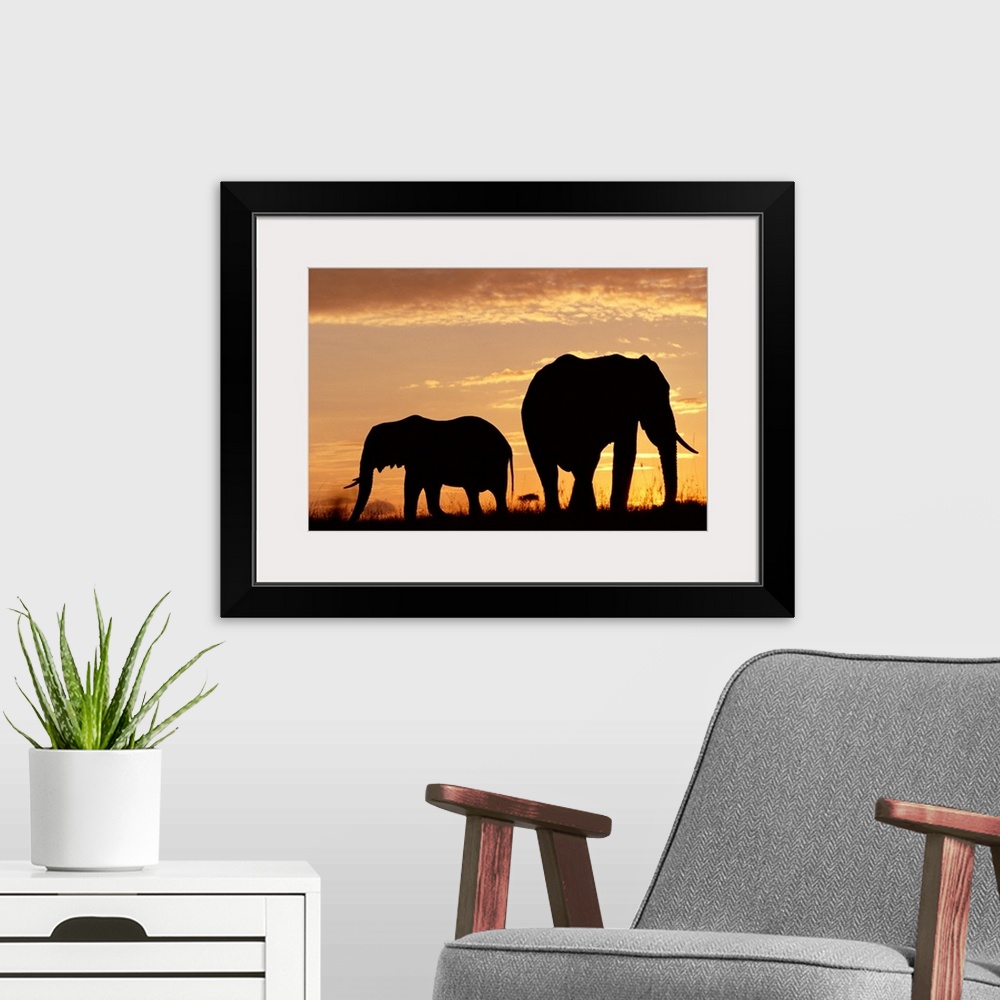 A modern room featuring African Elephant (Loxodonta africana) mother and calf silhouetted at sunset, Kenya