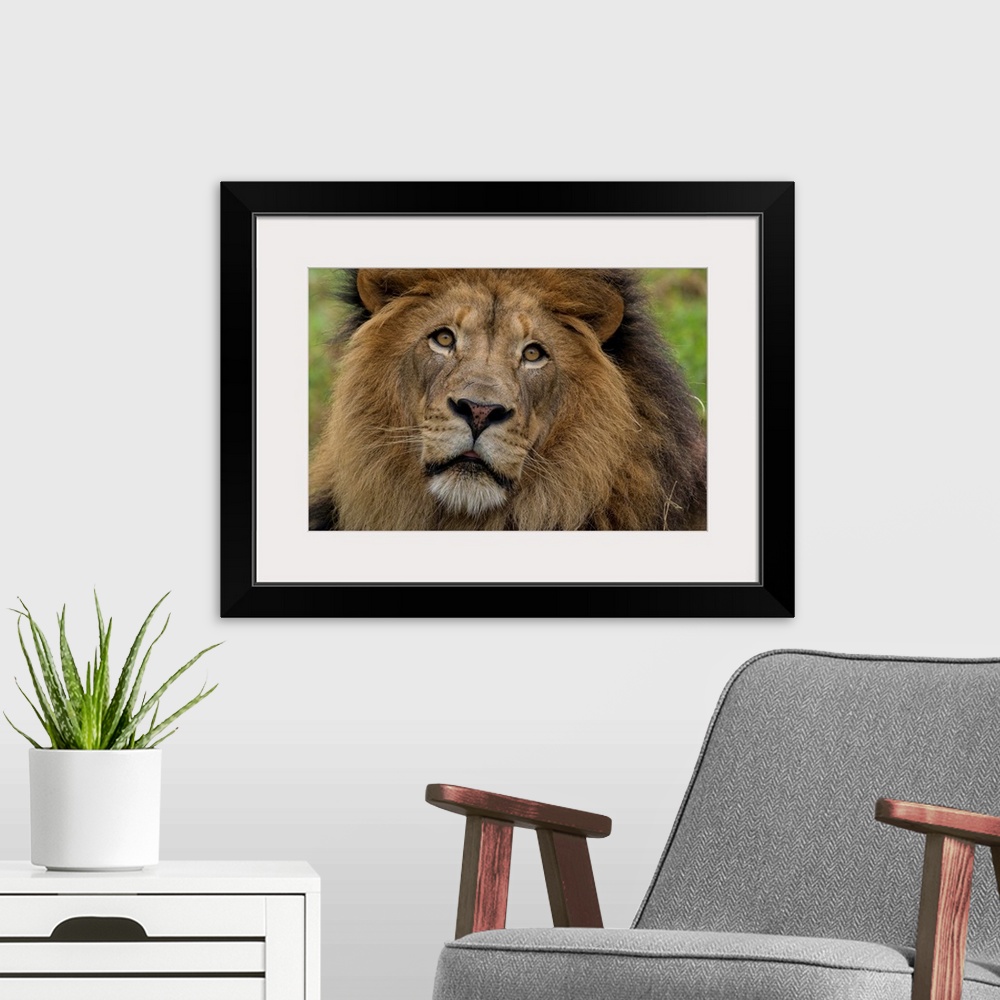 A modern room featuring African Lion male, native to Africa
