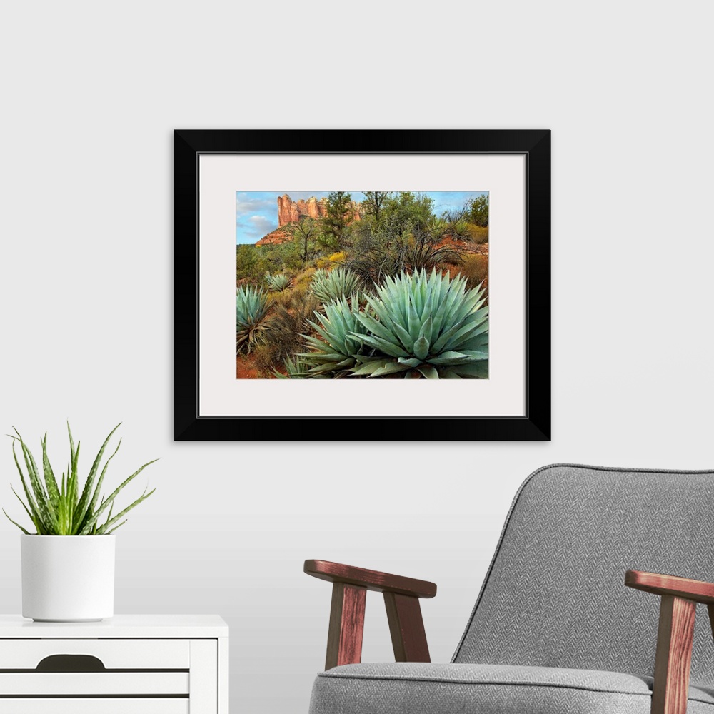 A modern room featuring Dessert plants growing in the foreground of this photograph of a famous geographic feature.