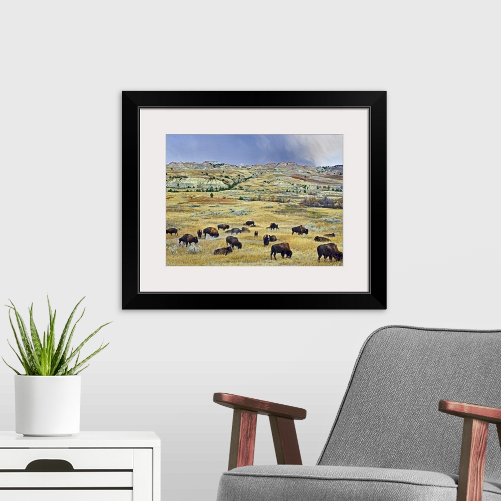 A modern room featuring American Bison (Bison bison) herd grazing on shortgrass praire near Scoria Point, Theodore Roosev...