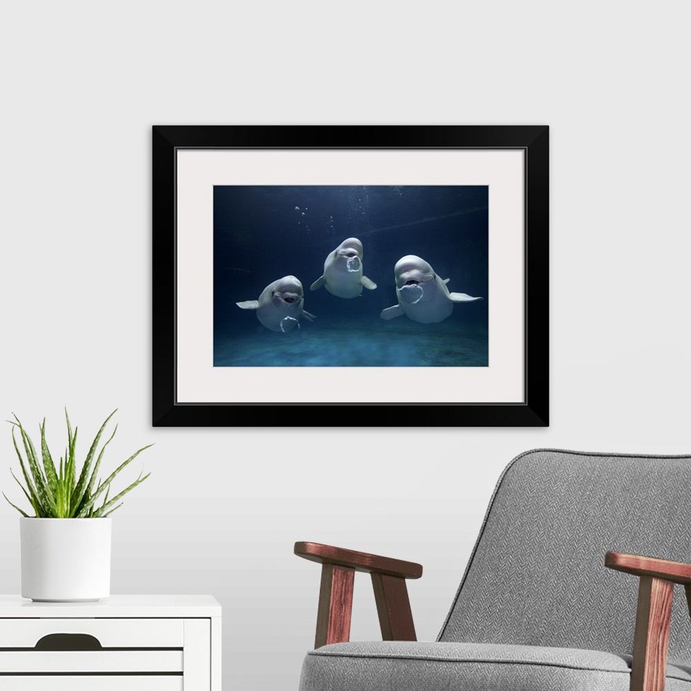 A modern room featuring Three beluga whales are photographed under water all blowing bubbles.