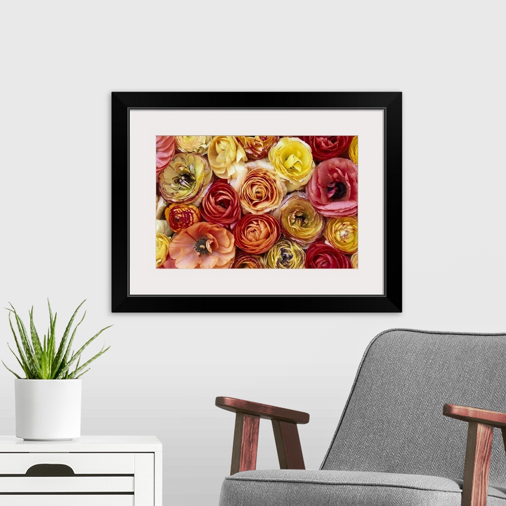A modern room featuring RANUNCULUS (Ranunculus sp.), FLOWERS, CLOSE-UP OF A GROUP OF ORANGE, PINK, YELLOW AND RED FLOWERS