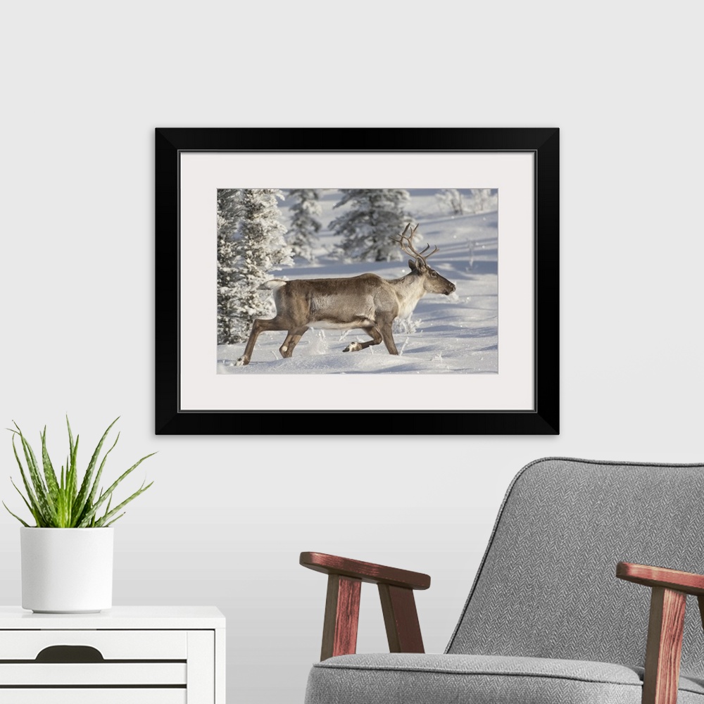 A modern room featuring caribou,(Rangifer tarandus).Alaska