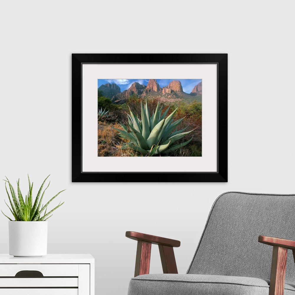 A modern room featuring Chisos Agave (Agave havardiana) and the Chisos Mountains, Big Bend National Park, Texas