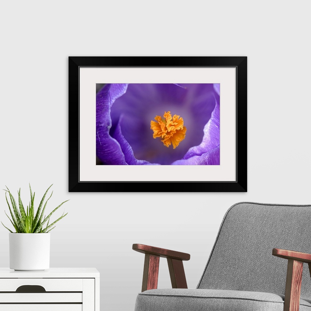 A modern room featuring A top down photograph of a flower blossom with a shallow depth of field showing the pistil and th...