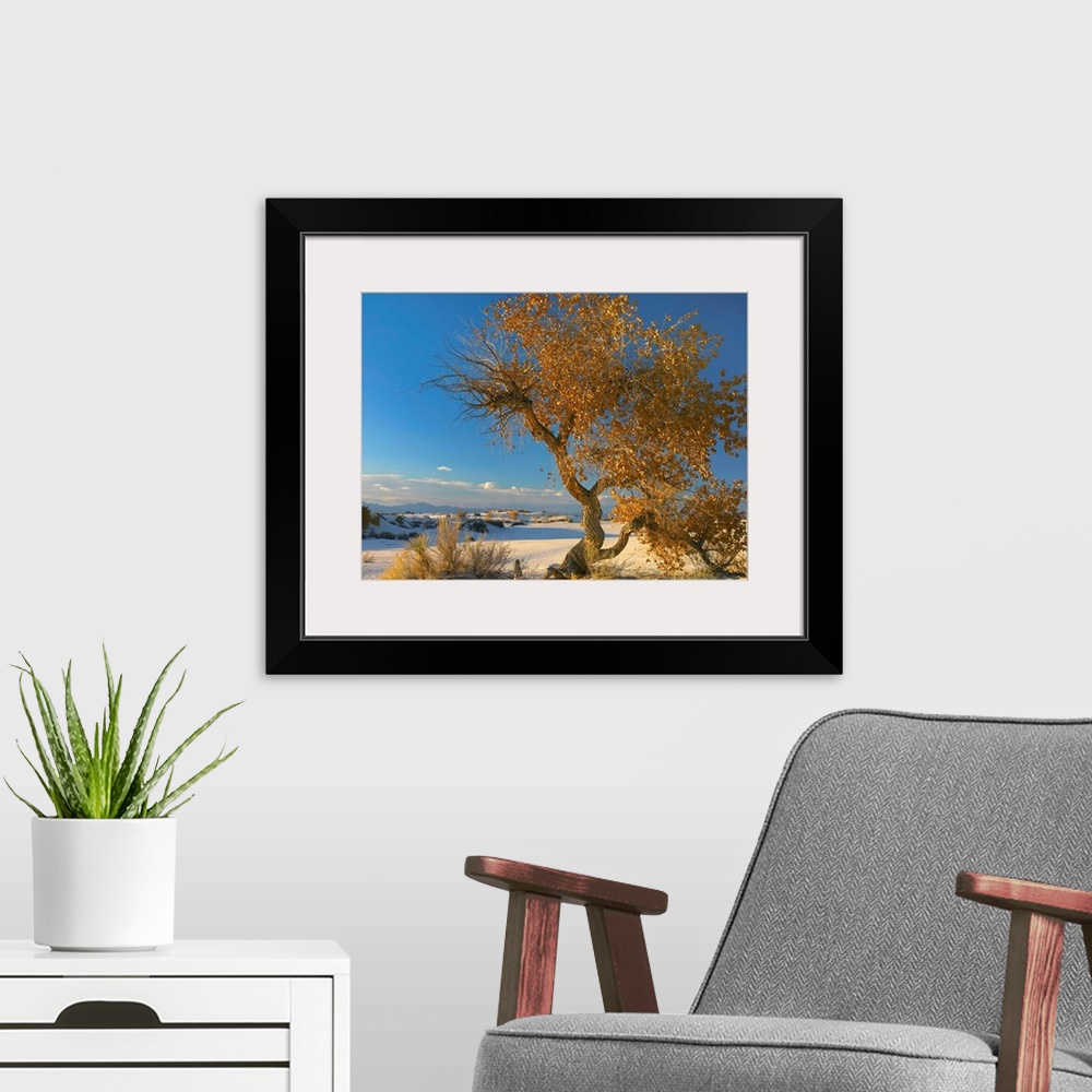 A modern room featuring Fremont Cottonwood tree, White Sands National Monument, Chihuahuan Desert New Mexico