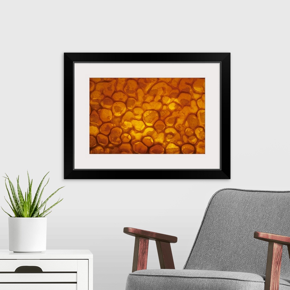 A modern room featuring Honey Bee (Apis mellifera) honeycomb cells filled with honey and covered by wax, Bee Station at t...