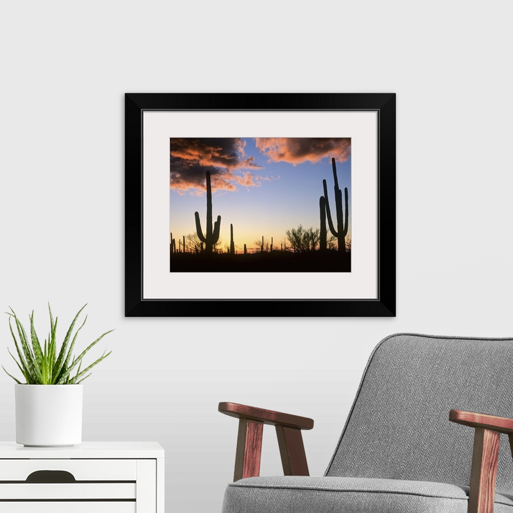 A modern room featuring Saguaro cacti at sunset, Saguaro National Monument, Arizona