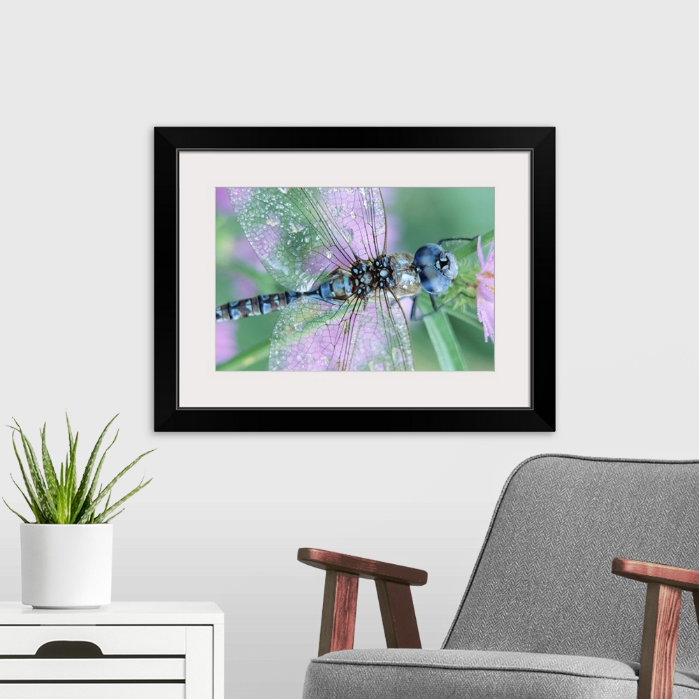 A modern room featuring Southern Hawker Dragonfly (Aeshna cyanea) close-up, on stem, New Mexico