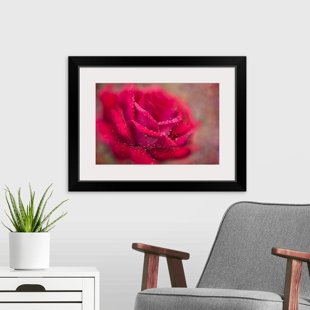 A modern room featuring Soft focus and texture effects applied to a red Grandiflora rose - New York Botanical Garden.