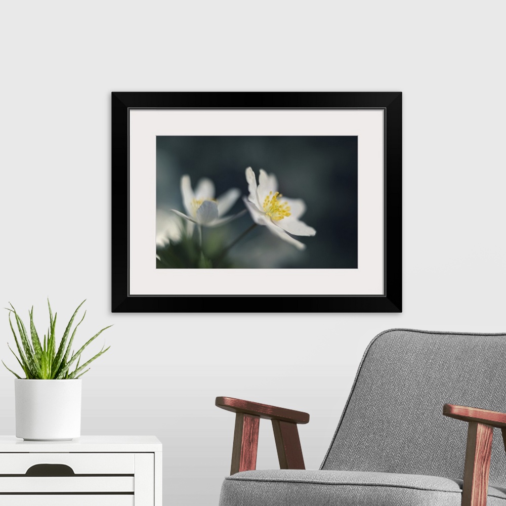 A modern room featuring Two small white flowers on a bokeh background.
