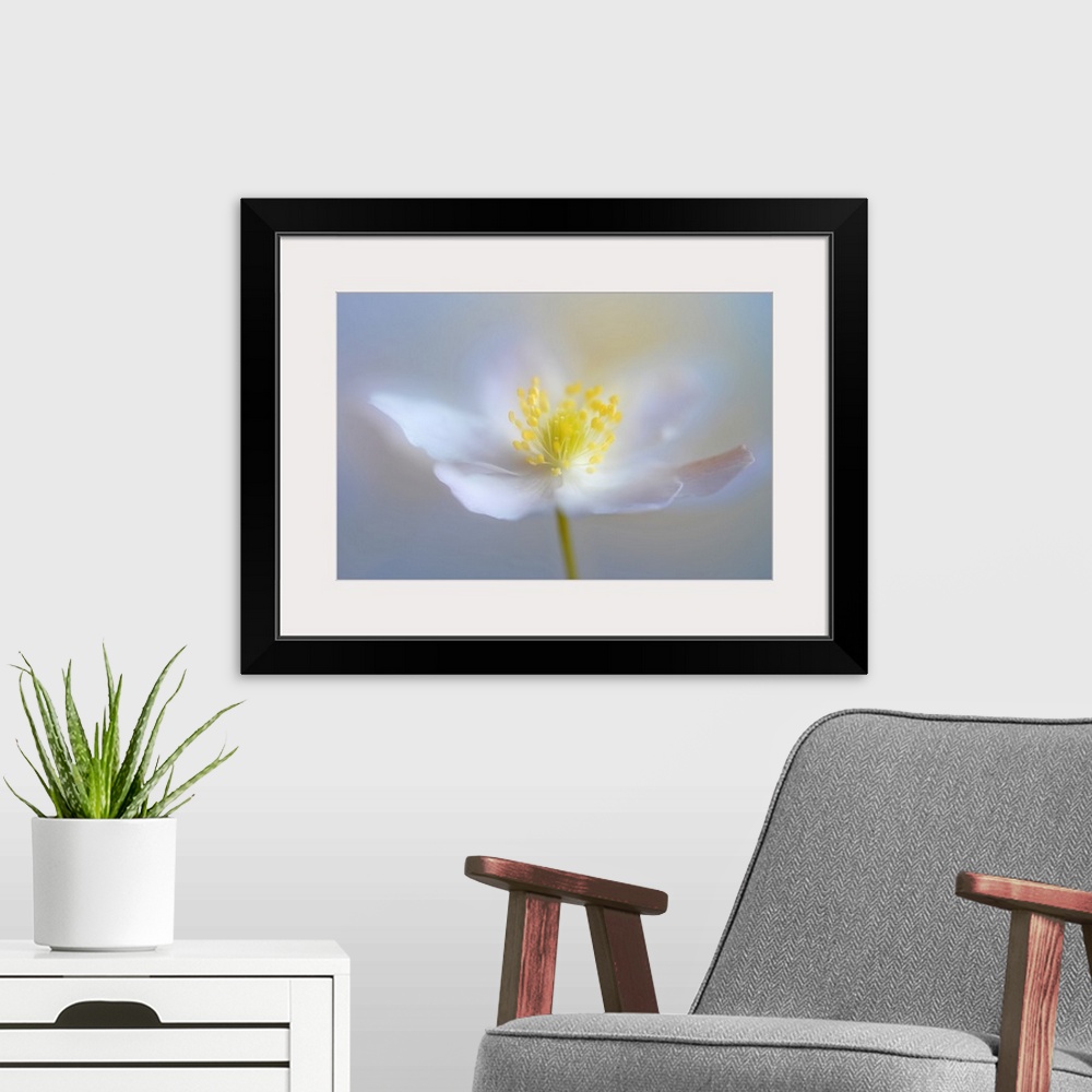 A modern room featuring Soft focus macro image of a white flower with bright yellow in the middle.